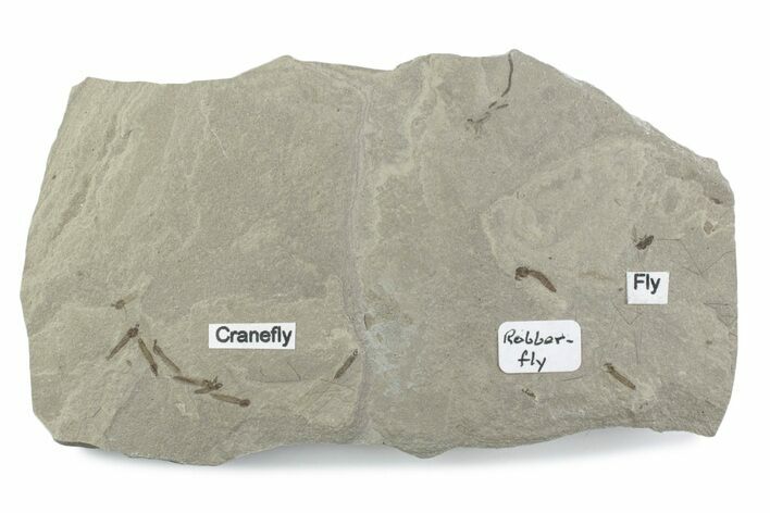 Fossil Insect (Robber Fly, Crane Flies & Flies) Mortality Plate #377171